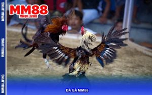 Đá Gà MM88
